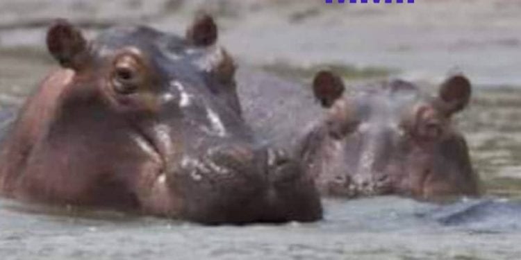 Des hippopotames dans les eaux du lac de Maga au nord cameroun