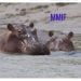Des hippopotames dans les eaux du lac de Maga au nord cameroun