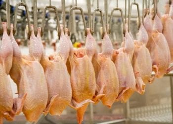 Une usine de conditionnement de poulet