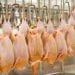Une usine de conditionnement de poulet