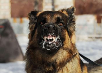 Un chien atteint de rage
