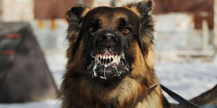 Un chien atteint de rage