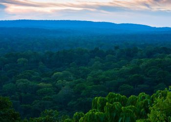 Bassin forestier du Congo