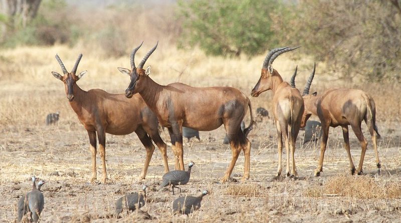 Waza National Park - Cameroon Tourism