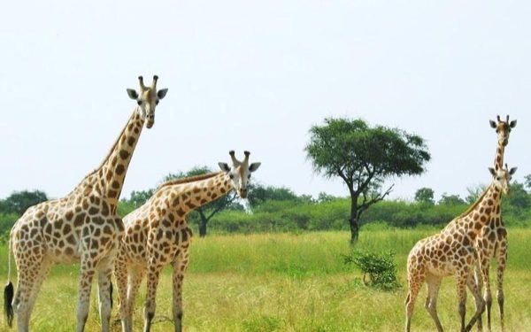 Waza National Park