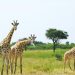 Waza National Park