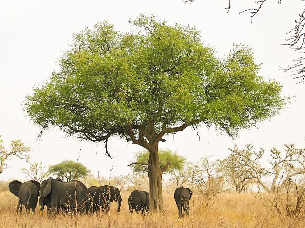 Waza National Park - Cameroon Tourism