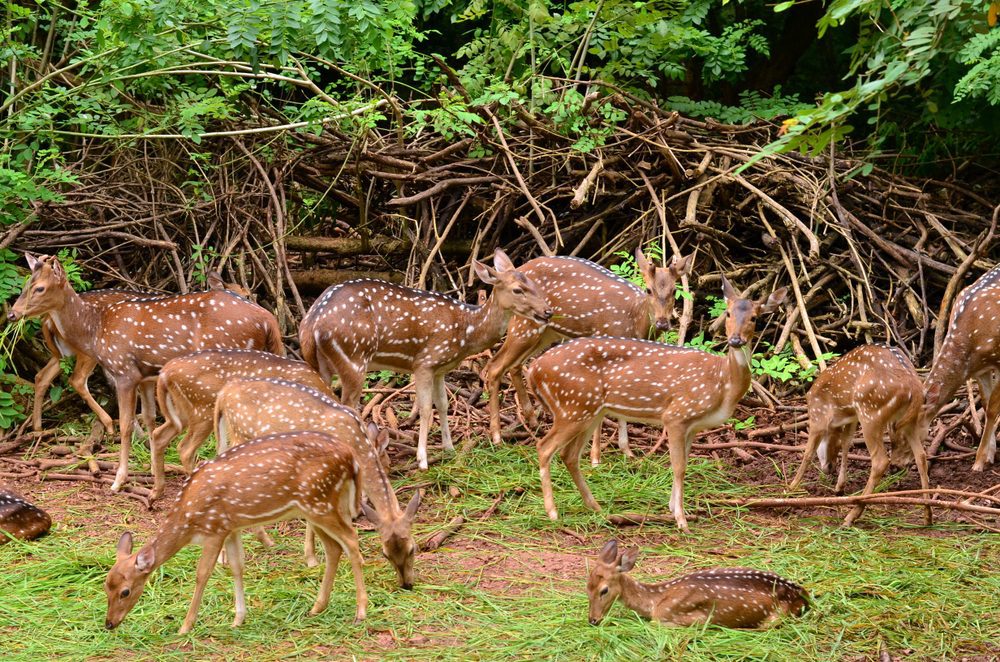 Waza National Park - Cameroon Tourism