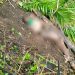 Buea Young girl found murdered