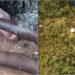 Cameroon Military Kills woman and son