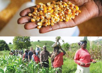 Impact of Ukraine-Russia war on grain, flour and wheat production inCameroon