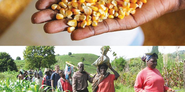 Impact of Ukraine-Russia war on grain, flour and wheat production inCameroon