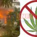 Hazards of weed 'banga' smoking