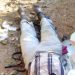 Separatists kill man in Essimbi