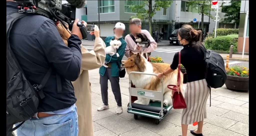 Japenese man turns to Dog named Toco