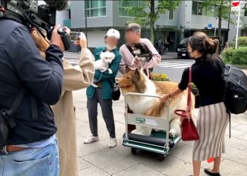 Japenese man turns to Dog named Toco
