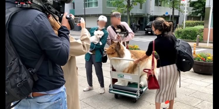 Japenese man turns to Dog named Toco