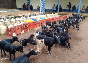Feasting in Mbiame as Fon pays huge fine levied by secret society