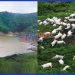 Lake Nyos disaster killed over 1700 people and 3500 livestock