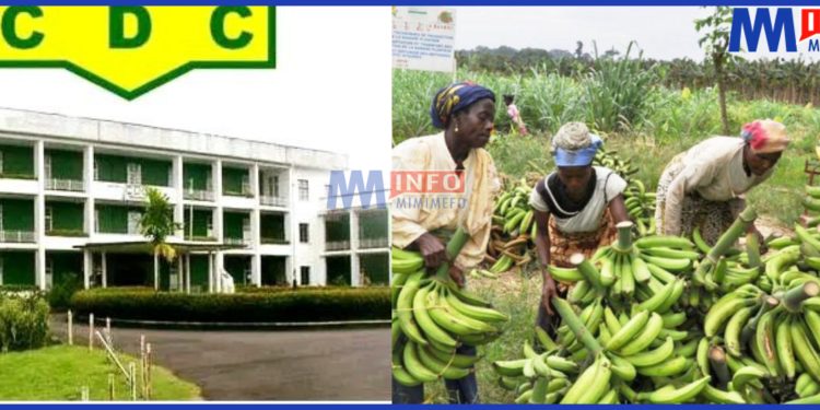 CDC Workers demanding unpaid salaries amid school resumption pressures