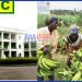 CDC Workers demanding unpaid salaries amid school resumption pressures