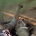 Jungle justice Bamenda