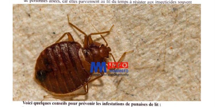 Proposed solution for bedbugs epidemic in Cameroon