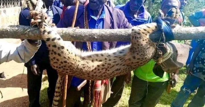 Leopard killed in Oku MMI