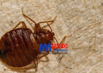 Bedbugs in Cameroon