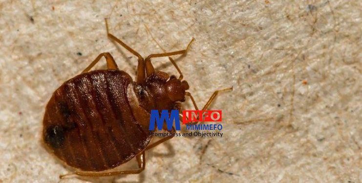 Bedbugs in Cameroon