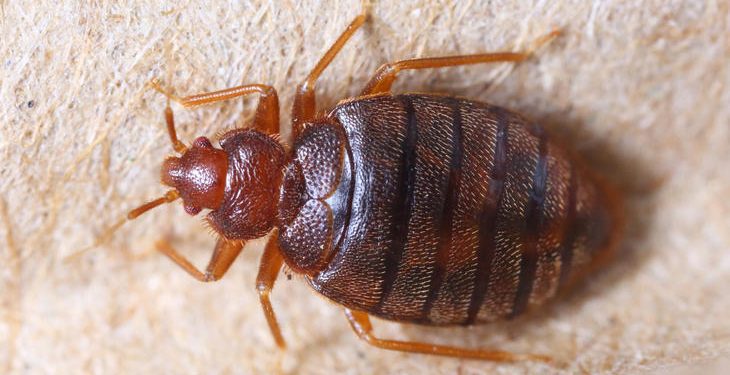 Close up cimex hemipterus on corrugated recycle paper