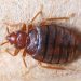 Close up cimex hemipterus on corrugated recycle paper