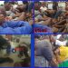 Cameroonians detained in Equatorial Guinea