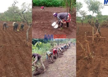 Farmers in Oku turn to wheat cultivation in face of increasing demand
