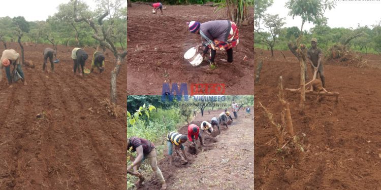Farmers in Oku turn to wheat cultivation in face of increasing demand