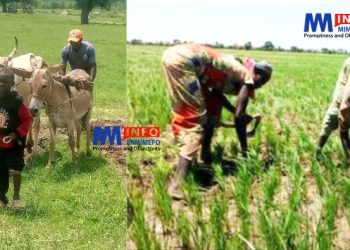 agriculture et élévage