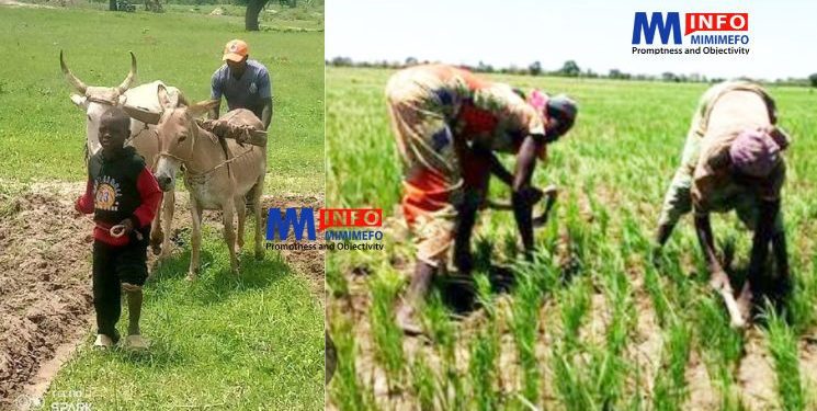 agriculture et élévage