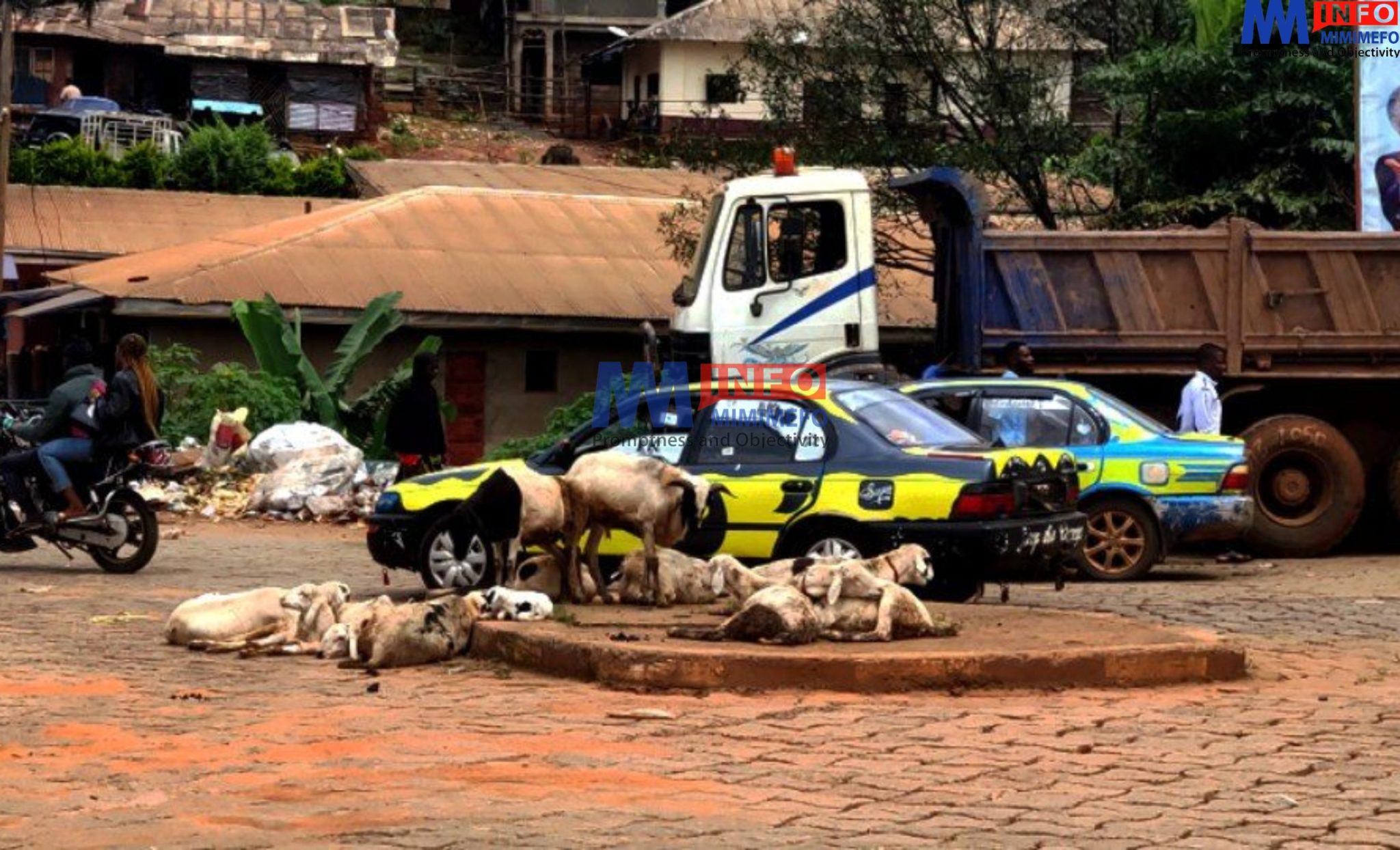 Neglected sheep are taking over the streets of Bamenda