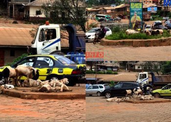 Neglected sheep are taking over the streets of Bamenda