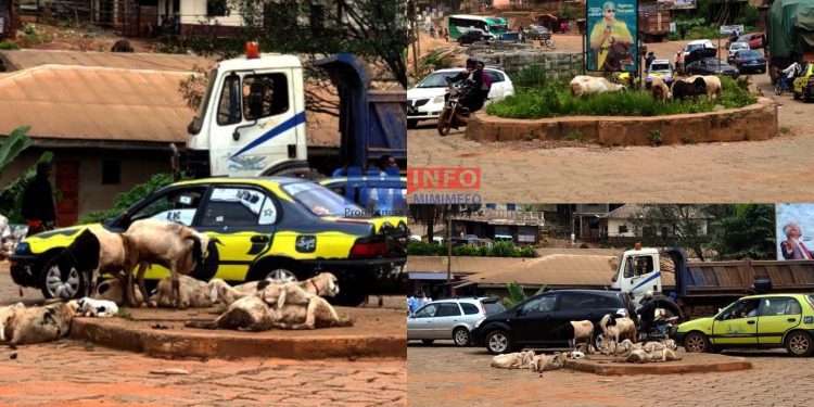 Neglected sheep are taking over the streets of Bamenda