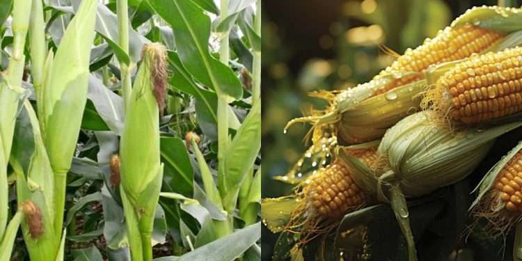 Contaminated corn Zambia