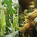 Contaminated corn Zambia