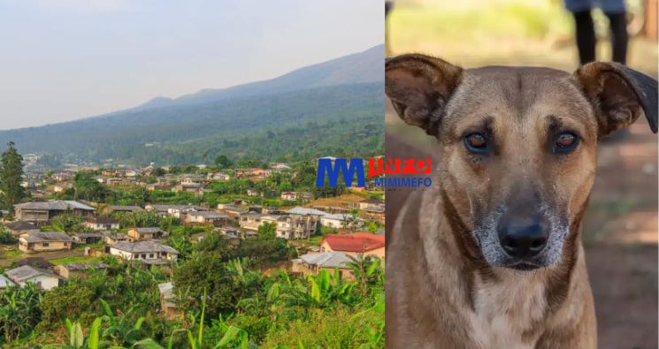 âgée de 7 ans, a tragiquement perdu la vie à la suite d'une attaque de quatre chiens à Muyuka