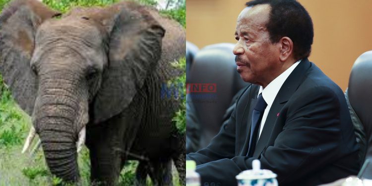 Elephant appearance fuels rumours about Paul Biya's absence