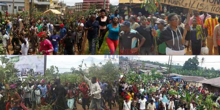 The Ambazonia struggle once enjoyed popular support