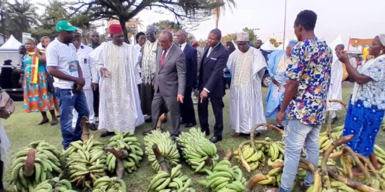 C'est parti pour le festival banane plantain à Douala