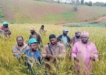 La Culture du Blé en Pleine Expansion dans la Menoua