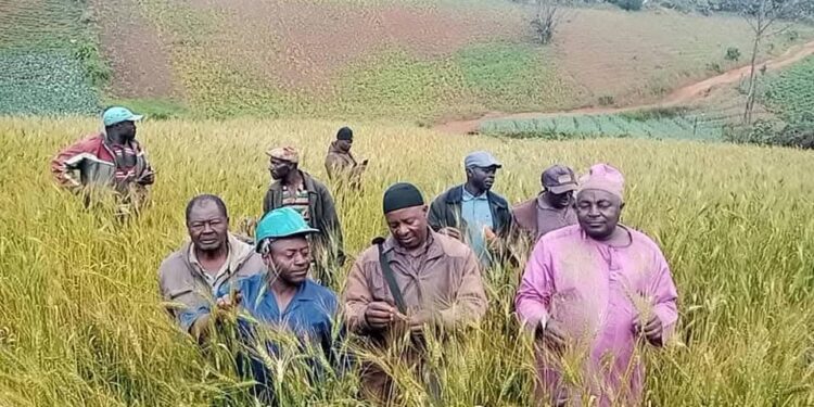 La Culture du Blé en Pleine Expansion dans la Menoua