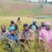 La Culture du Blé en Pleine Expansion dans la Menoua