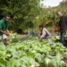 Agriculture in Cameroon